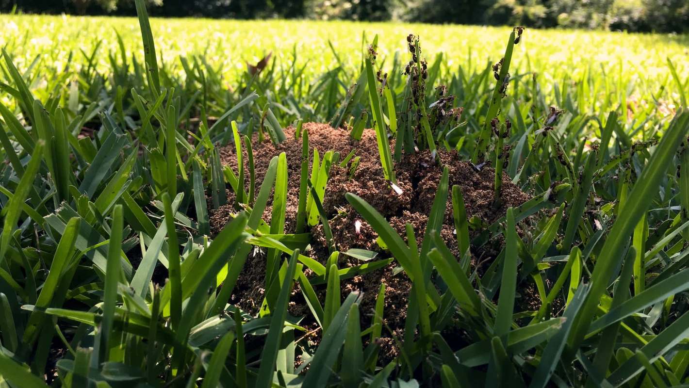A mound of dirt surrounded by blades of grass, with ants visibly crawling on it in a sunny garden.