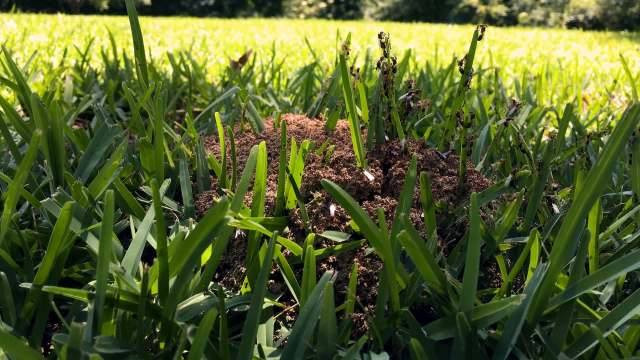 A mound of dirt surrounded by blades of grass, with ants visibly crawling on it in a sunny garden.