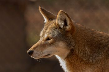 A close-up profile of a red wolf with piercing eyes and a thick, textured fur coat.