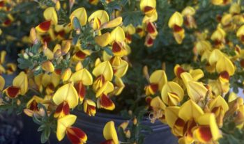 A close-up view of vibrant yellow flowers with red markings surrounded by green foliage.