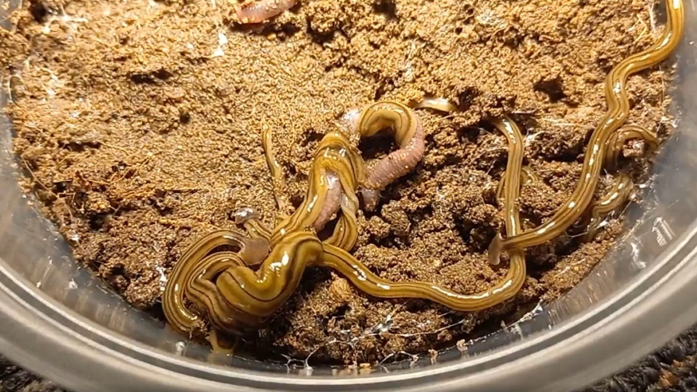 Several thin, striped worms wriggle on the sandy substrate inside a clear container.
