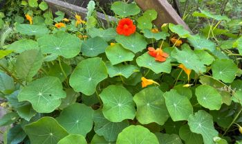 Vibrant orange and yellow flowers blooming among large green leaves in a garden setting.
