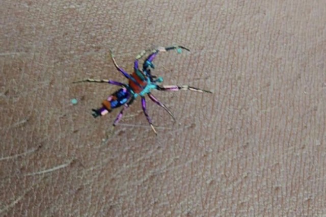 A colorful, iridescent spider crawls on a person's skin.
