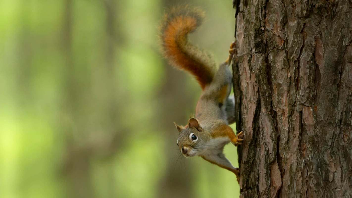 A squirrel with a bushy orange tail climbs down a tree, set against a blurred green background.