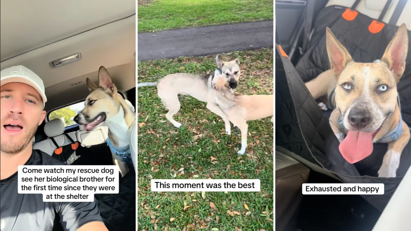 A person with a dog in a car, two dogs playing in a park, and an exhausted dog resting in a vehicle.