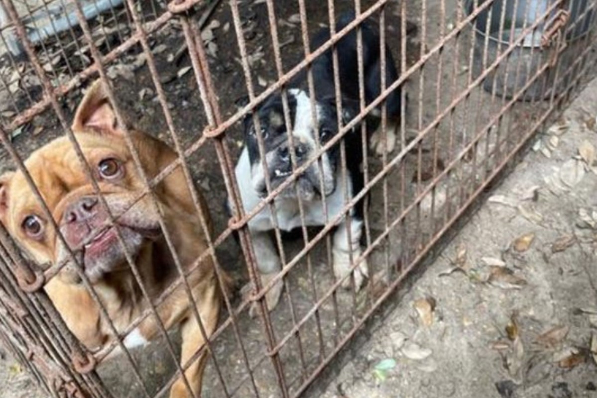 Two dogs in a cage.