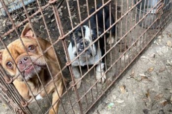 Two dogs in a cage.