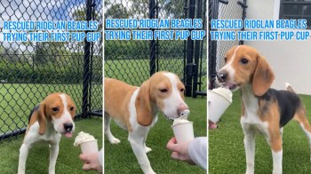 Three rescued beagles happily enjoy their first pup cup treat outdoors, with grass and a fence in the background.