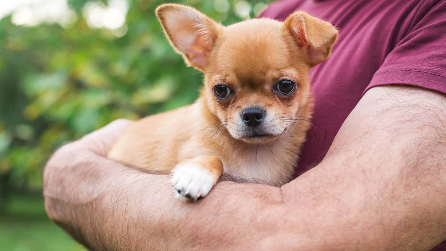 A person holds a small, brown Chihuahua in their arms, surrounded by green foliage.