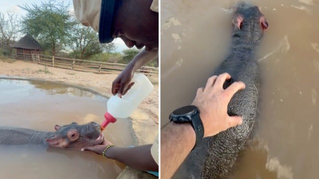 A person feeds a baby hippo with a bottle while another man pets it in a muddy water area.