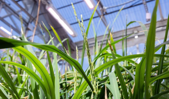 Green rice blades under a greenhouse with bright, artificial lighting and a clear roof.