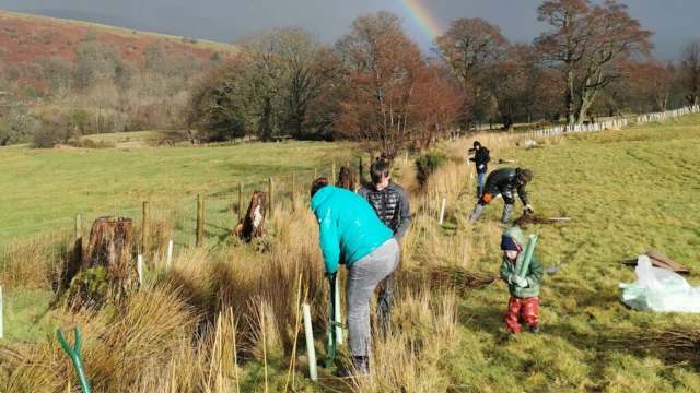 People plant trees in a field.