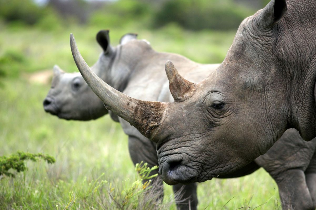 A young rhinoceros walks alongside a larger rhinoceros in a natural grassy setting.