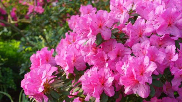 A vibrant cluster of pink rhododendron flowers in full bloom.