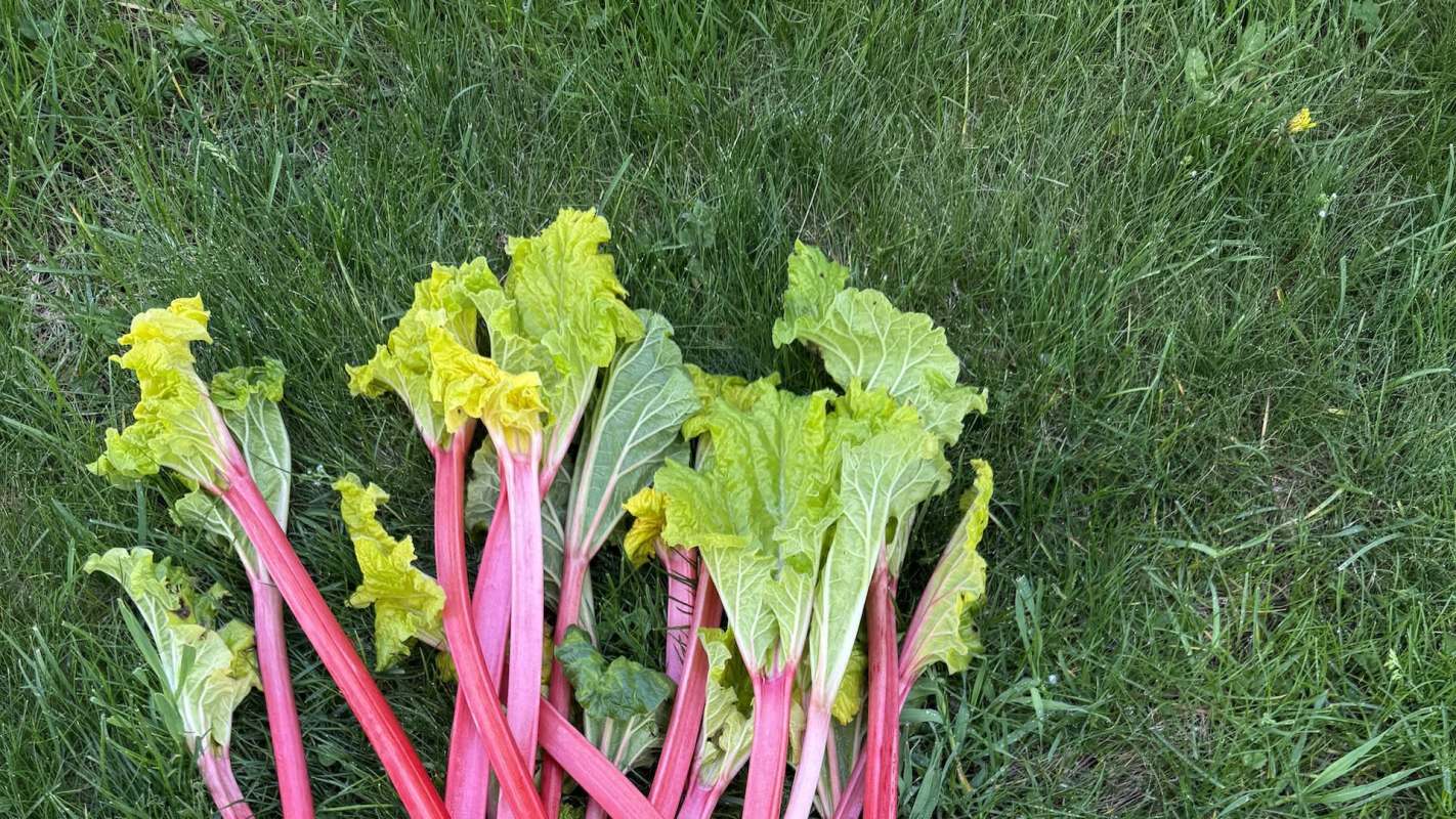 Fresh rhubarb stalks with green leaves resting on a patch of grass.