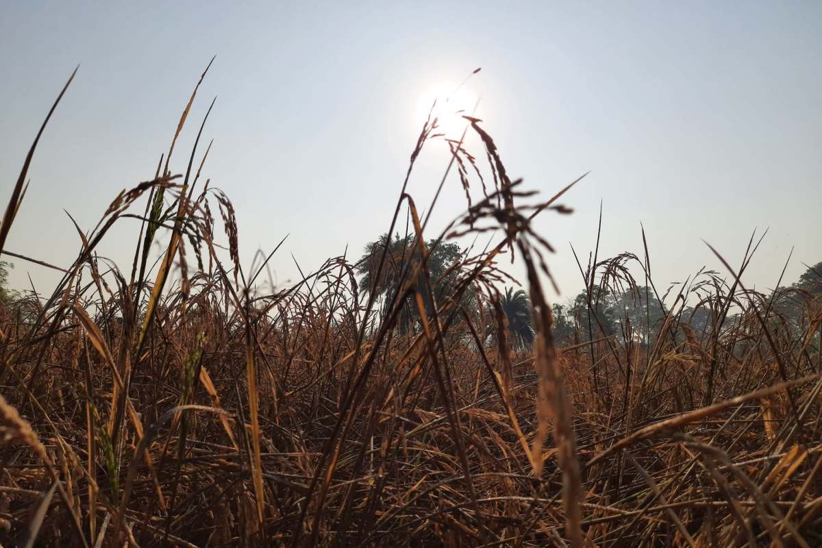 Warming is happening 5,000 times faster than rice can evolve to survive it