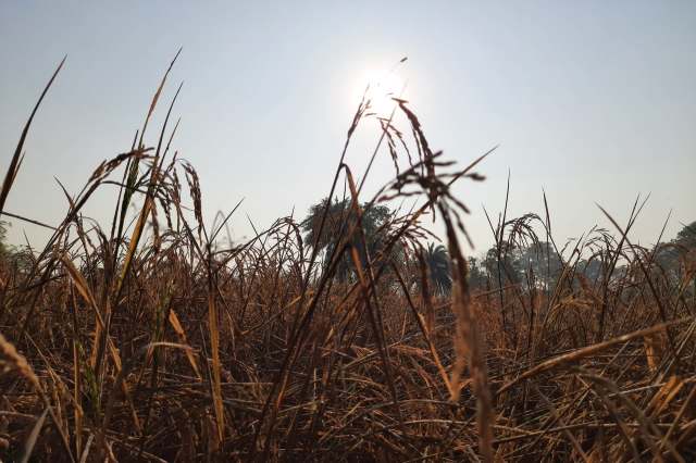 A close-up view of tall, golden rice plants against a bright sky and sun.