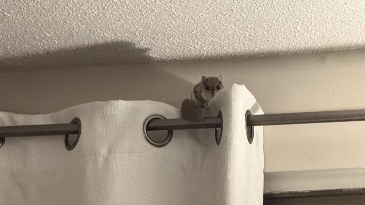A small rodent sitting on a rod above white curtains.