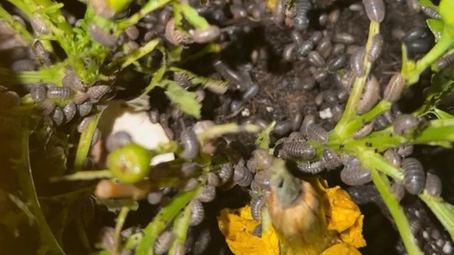 A close-up view of numerous pill bugs crawling on green plant stems and surrounding soil.
