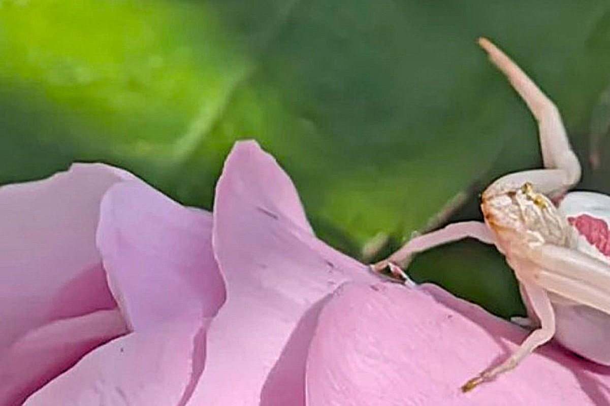 A pink and white rosebush spider perched on a pink flower petal against a green background.