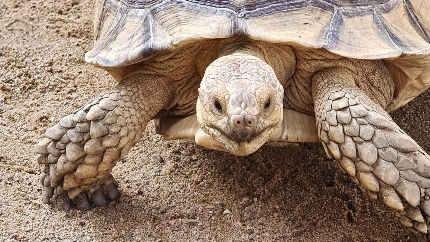 A close-up of a tortoise with textured skin and prominent features on a sandy surface.