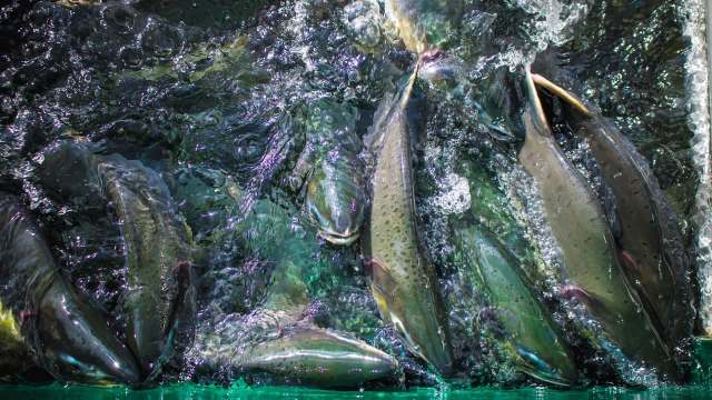 A close-up view of salmon swimming in bubbles and water.