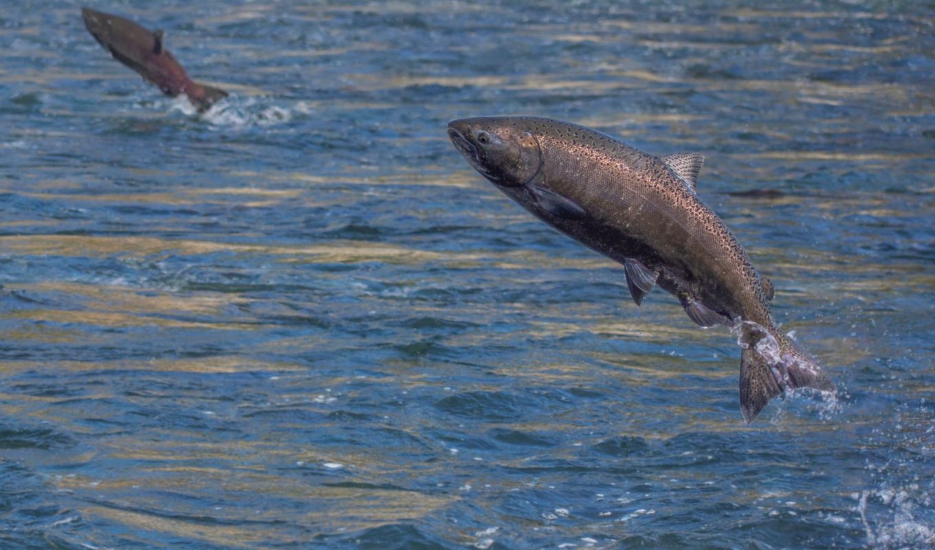 A Chinook salmon is jumping out of the water.
