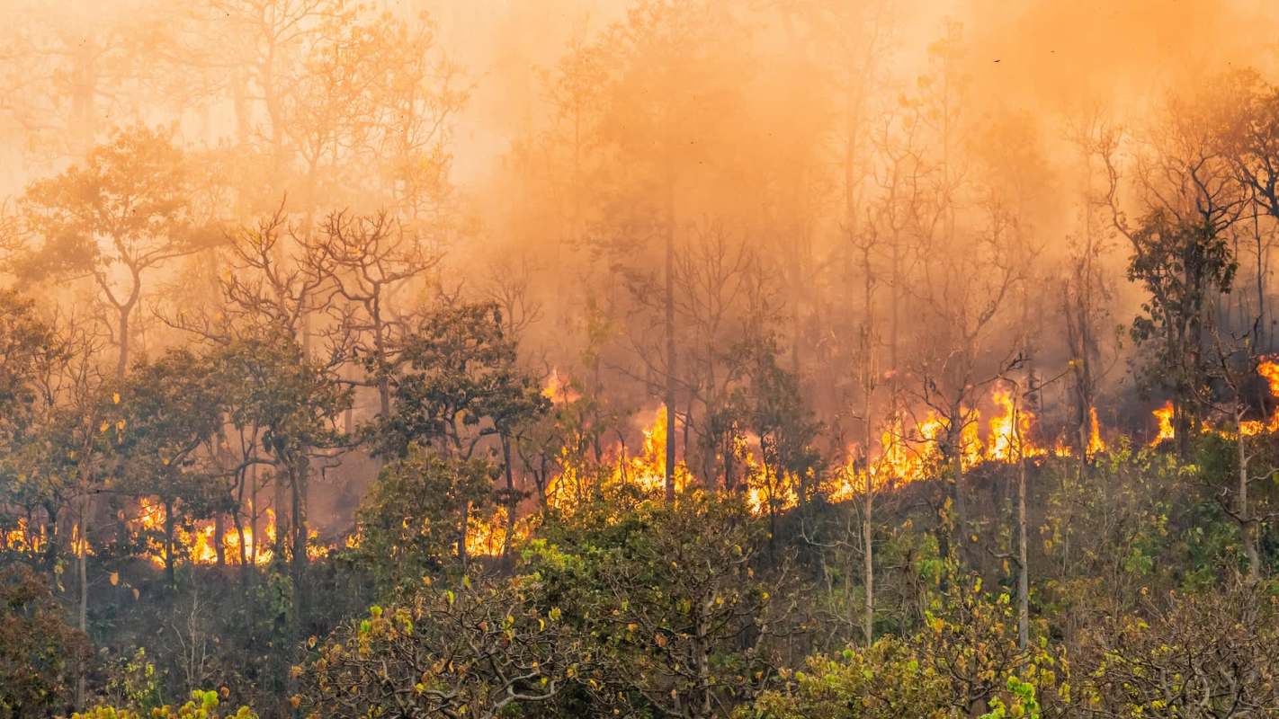 A forest fire burning through trees, shrouded in smoke and haze.