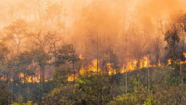 A forest fire burning through trees, shrouded in smoke and haze.