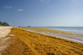 A beach covered with brown seaweed and tourists walking along the shoreline under a clear blue sky.