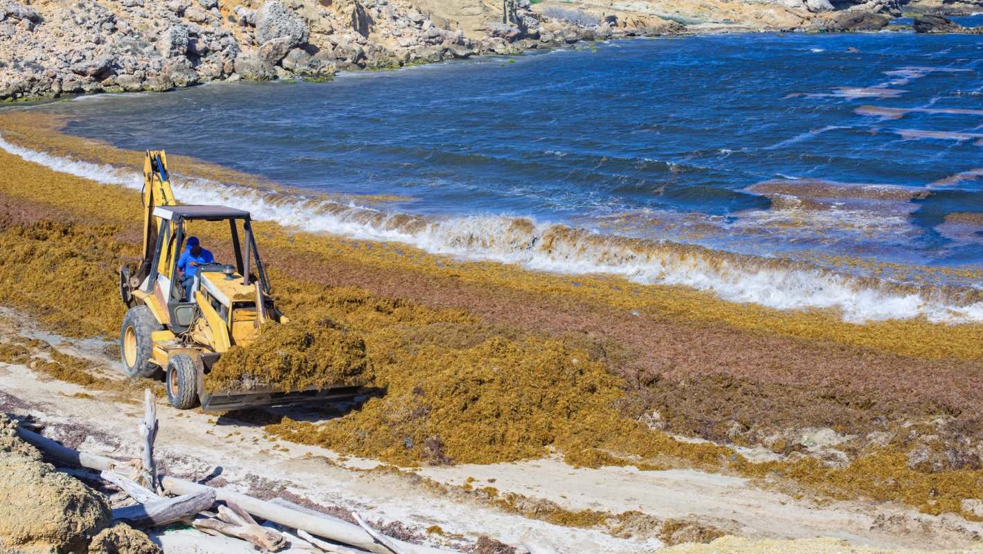 A front-loader clears a beach covered in seaweed.