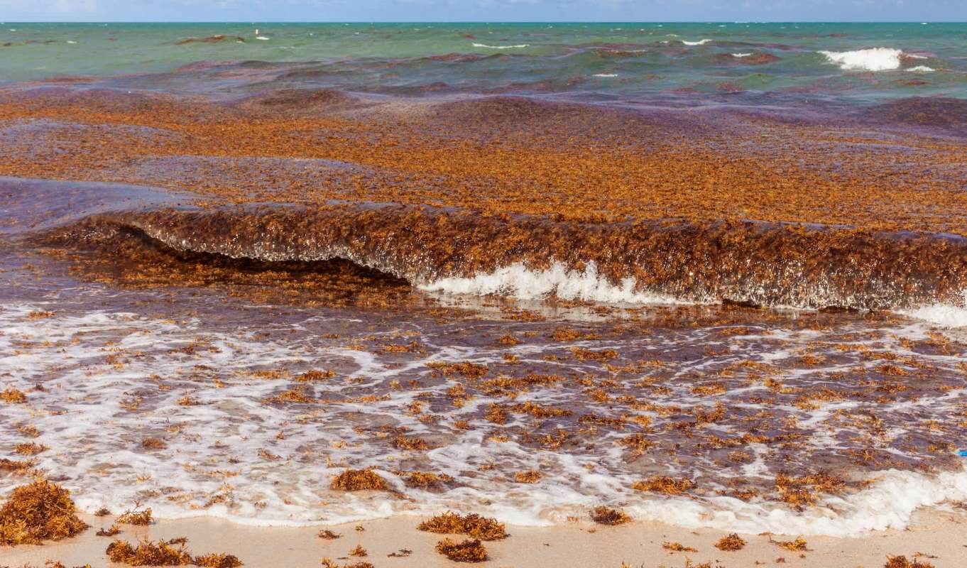 Waves break over a shoreline covered with thick mats of brown seaweed under a clear blue sky.