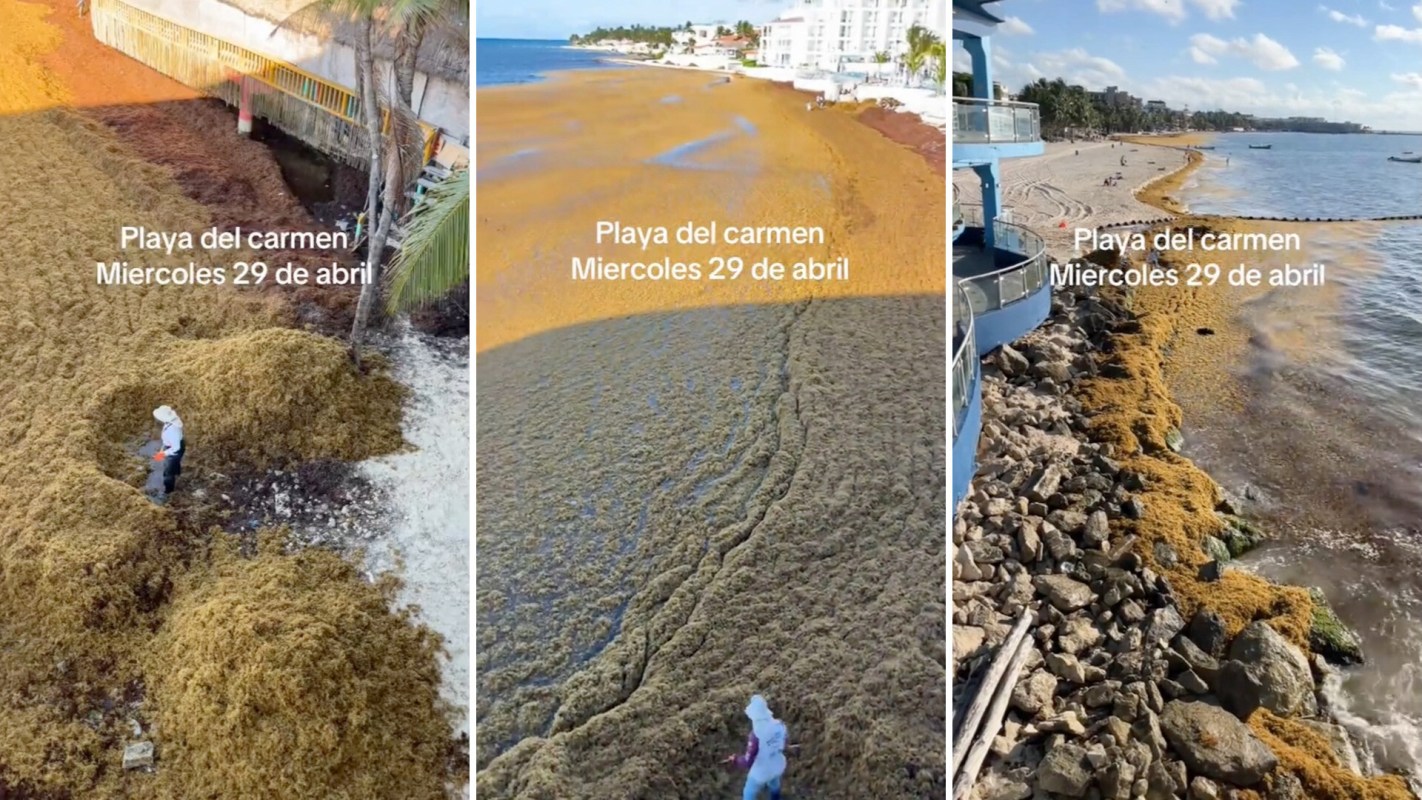A series of images showing seaweed accumulation on Playa del Carmen's beach on April 29.