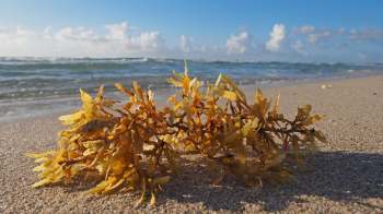 A piece of brown seaweed resting on sandy beach with gentle ocean waves in the background under a blue sky.