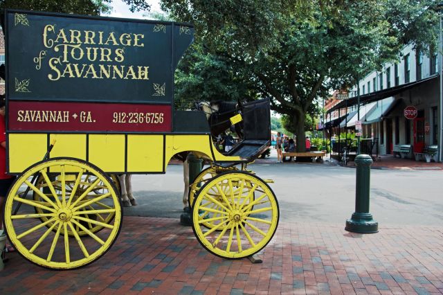A horse behind a carriage in Savannah, Georgia.