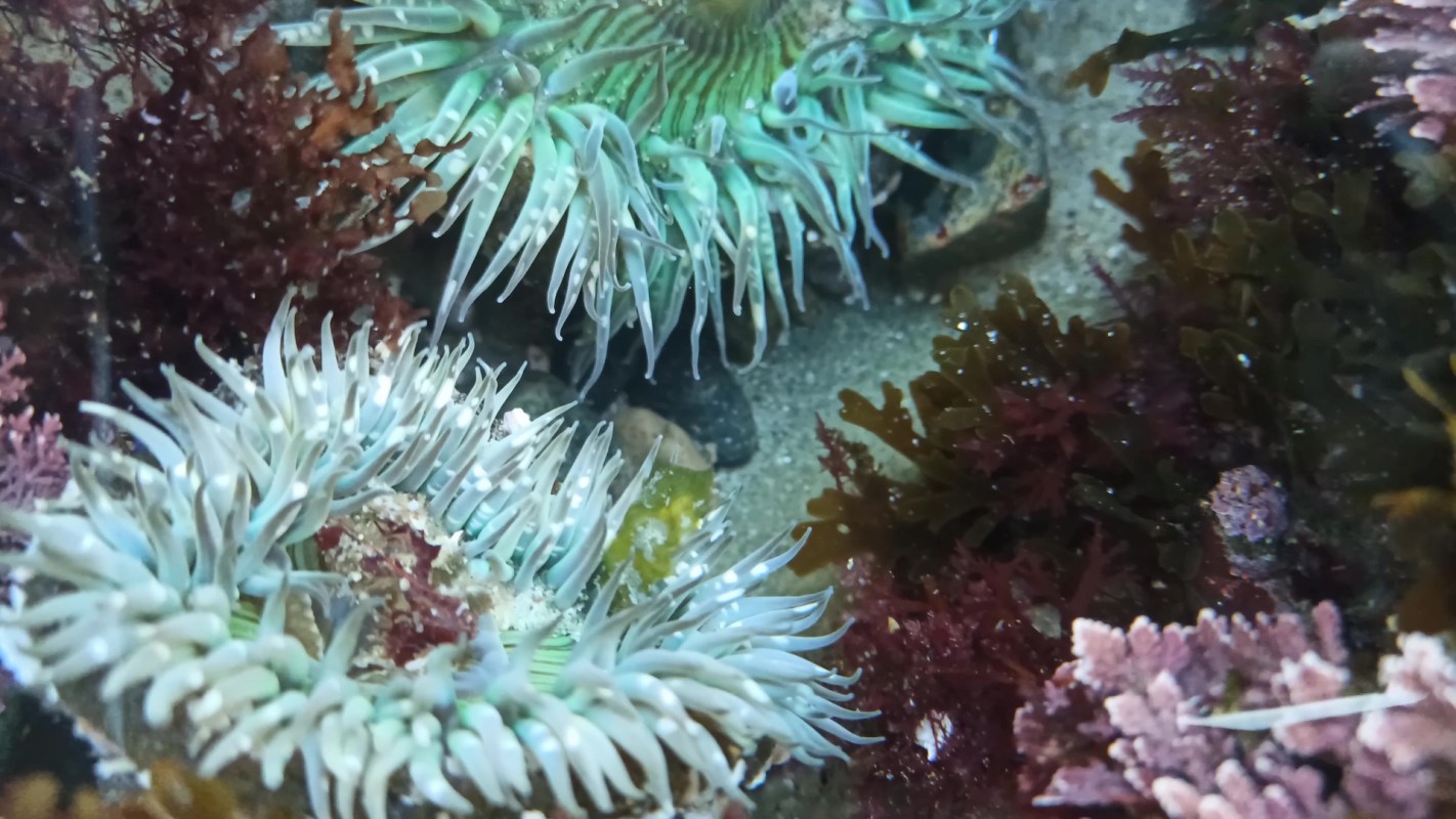 Colorful sea anemones and various aquatic plants are nestled on the ocean floor.