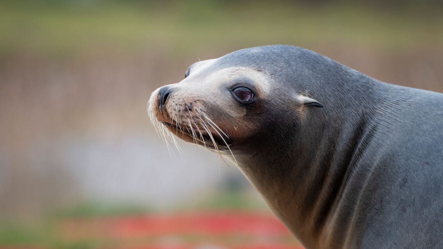 A close-up of a sea lion with a curious expression against a blurred natural background.