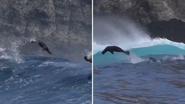 Sea lions leap through the waves near rocky cliffs, surrounded by splashing water.
