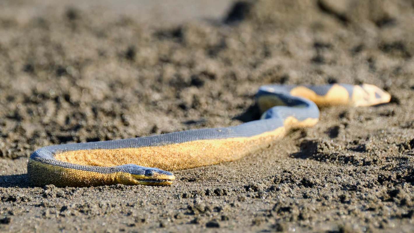 A long, slender yellow-bellied water snake with orange and gray scales lying on sandy ground.