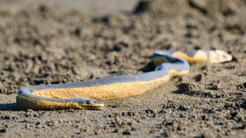 A long, slender yellow-bellied water snake with orange and gray scales lying on sandy ground.