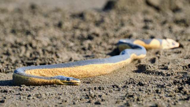 A long, slender yellow-bellied water snake with orange and gray scales lying on sandy ground.