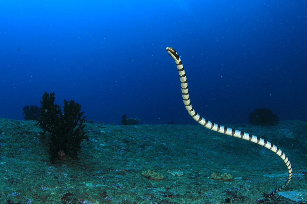 A slender banded sea snake swims gracefully above the ocean floor, surrounded by coral and blue waters.