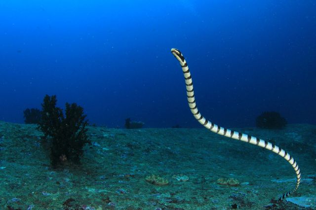 A sea snake swimming underwater.