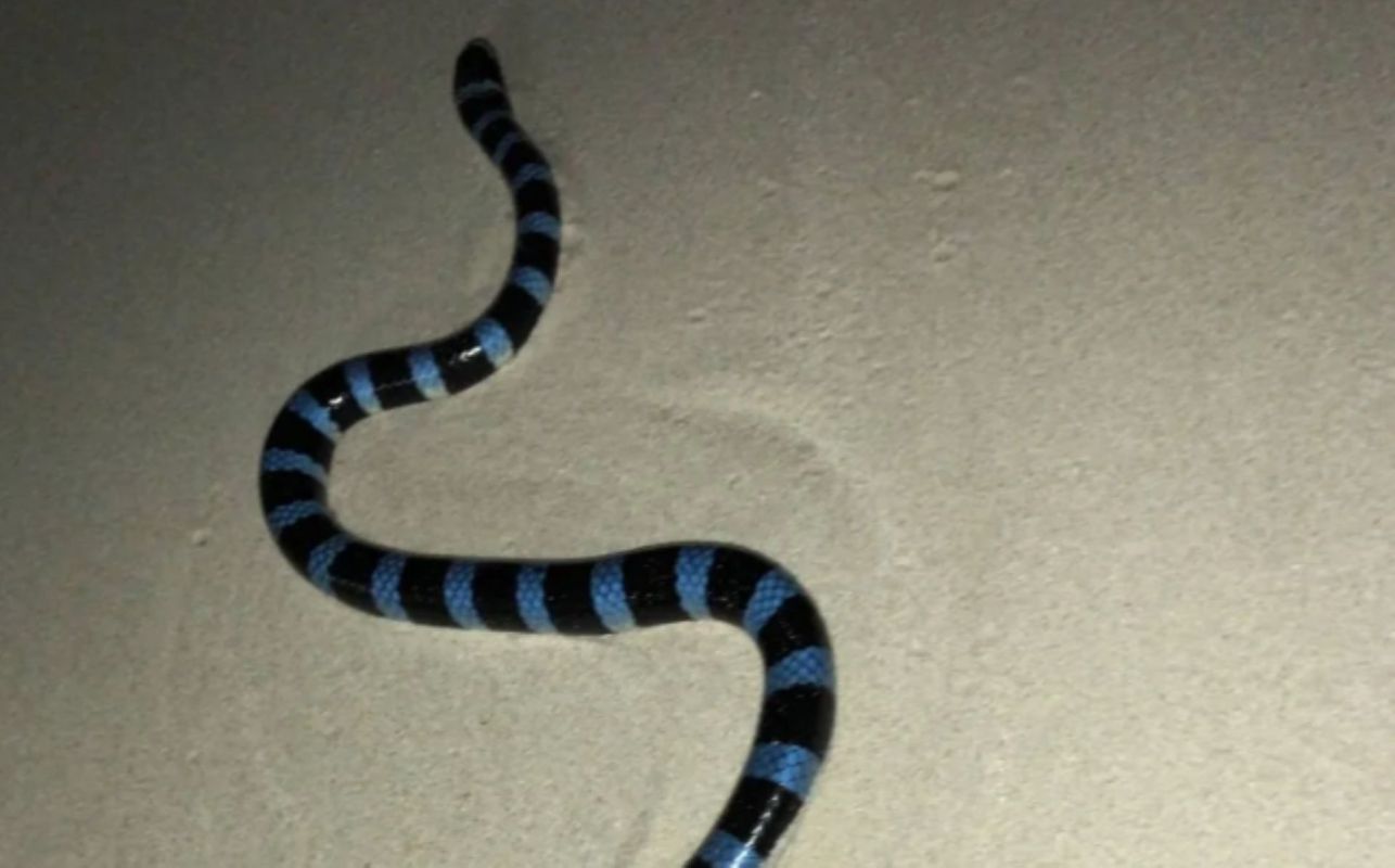 A banded sea krait on sand in Australia.