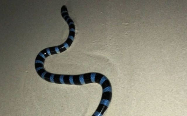A banded sea krait on sand in Australia.