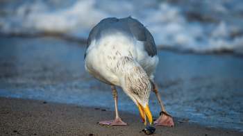 A seagull pecks at a small shell on the beach with waves blurred in the background.