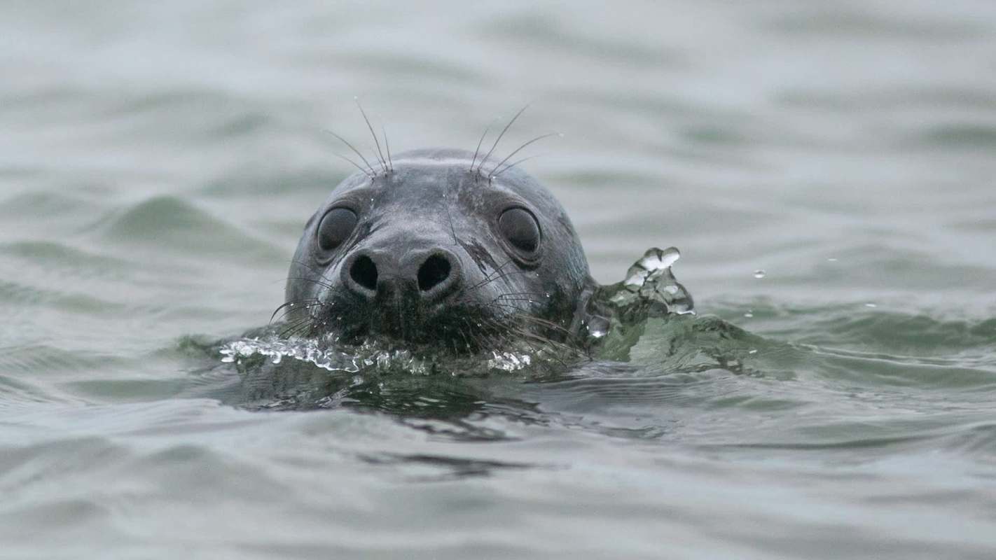 A close-up of a seal's head emerging from the water, with ripples around it.