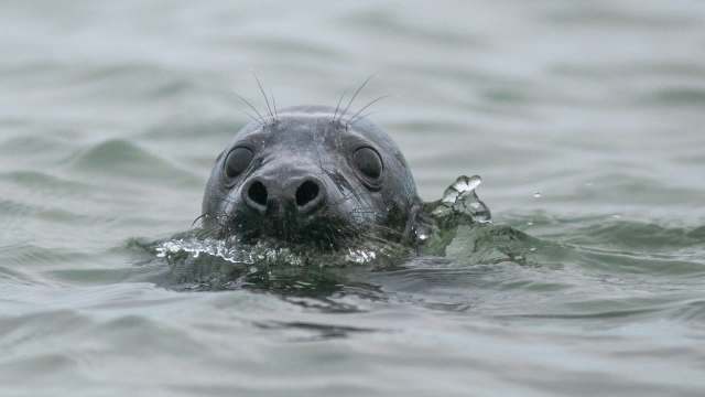 A close-up of a seal's head emerging from the water, with ripples around it.