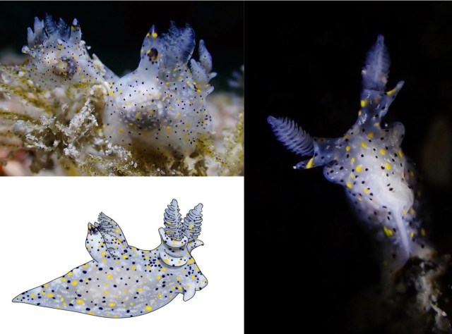 A yellow and blue sea slug, shown in a pair of photos and a sketch. 
