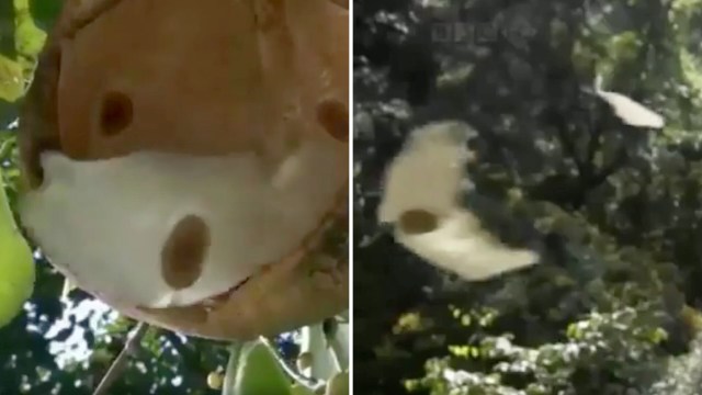 A close-up of a fruit opening to reveal a white substance, with a butterfly flying nearby among green foliage.